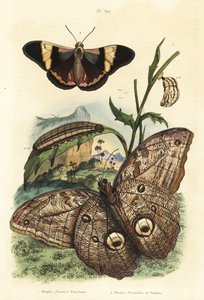 Farfalla gigante della foresta, Caligo eurilochus 1 e farfalla Brassolis sophorae, pupa e bruco 2 da Unbekannt