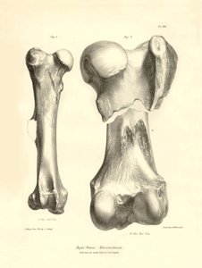 Ossa fossili (femore) dell