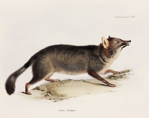 Volpe, Cile, c 1832-1836
