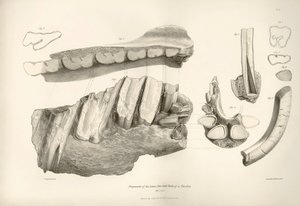 Frammento di mascella e denti di Toxodon, un animale preistorico, trovato da Charles Darwin vicino a Montevideo, Uruguay durante il suo viaggio di esplorazione a bordo del Beagle. La zoologia del viaggio dell