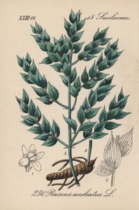Fragon falso agrifoglio o piccolo agrifoglio - Pungitopo, Ruscus aculeatus. Litografia colorata a mano da Flora tedesca di Diederich von Schlechtendal (Flora von Deutschland), Jena da Unbekannter Künstler