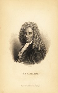Francois le Vaillant, autore, esploratore, naturalista e ornitologo francese da Unbekannt
