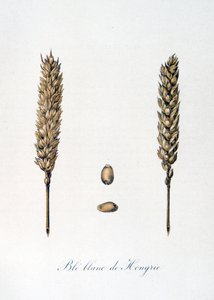 Illustrazione francese del XIX secolo di spighe di grano