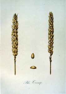 Illustrazione francese del XIX secolo di spighe di grano da Unbekannter Künstler