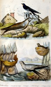 Francese. Illustrazione colorata. datata circa 1884. raffigurante uccelli fluviali e costieri