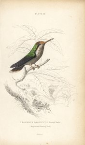 Colibrì magnifico, Lophornis magnificus, giovane maschio. Incisione a mano colorata da William Lizars dal libro di Sir William Jardine