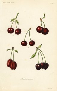 Frutti a nocciolo da Unbekannt