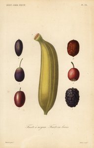 Frutti a nocciolo