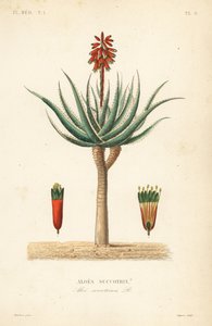 Aloe fynbos, Aloe succotrina da Unbekannt