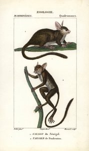 Galago del Senegal e tarsio di Daubenton - Acquaforte di Jean Gabriel Pretre (1780-1845), inciso da Carnonkel, per il dizionario delle scienze naturali: mammiferi di Frederic Cuvier, a cura di Pierre Jean Francois Turpin (1775-1840), pubblicato da F.G.Levr da Unbekannter Künstler