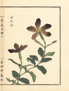 Ganpi o silene, specie di Lychnis. Incisione a mano colorata su blocco di legno di Kono Bairei dal libro Kusa Bana Hyakushu (Cento varietà di fiori) da Unbekannter Künstler
