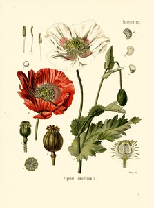 Papavero da giardino