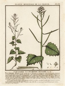 Alliaria petiolata da Unbekannter Künstler