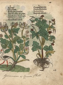 Geranio o becco di gru, specie di Geranio, e Erba Robert, Geranium robertianum