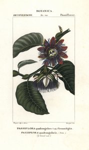 Granadilla gigante