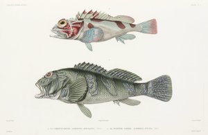 Pesce falco gigante e Scorfano da Unbekannter Künstler