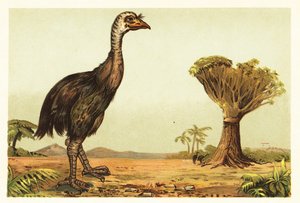 Moa gigante e albero del drago. 1908 (litografia) da Unbekannter Künstler