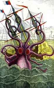 Calamaro gigante da Unbekannter Künstler