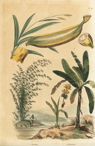 Pianta di bambù gigante spinoso, Bambusa bambos (Bambos arundinacea) e albero di banane con frutti e sezione trasversale, Musa paradisiaca da Unbekannt