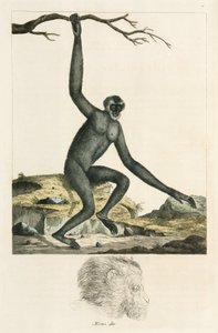Gibbone da Unbekannter Künstler
