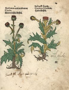 Carciofo, Cynara cardunculus var. scolymus, e cardo selvatico, Carduus sylvestris da Unbekannter Künstler