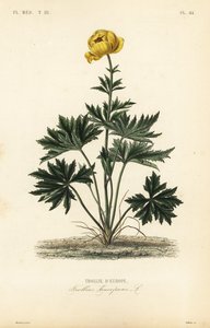 Trollio europeo, Trollius europaeus da Unbekannt
