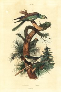 Regoli, Regulus regulus, e ghiandaia marina europea, Coracias garrulus da Unbekannt