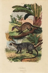 Zibetto dorato, Paradoxurus zeylonensis e zibetto delle palme asiatico, Paradoxurus hermaphroditus da Unbekannt