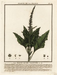 Chenopodium bonus-henricus da Unbekannter Künstler