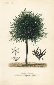 Grani di Selim