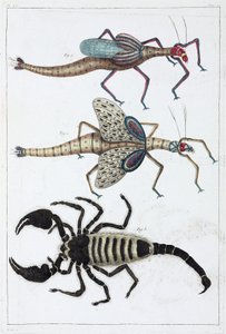 Cavallette e scorpione da Unbekannt