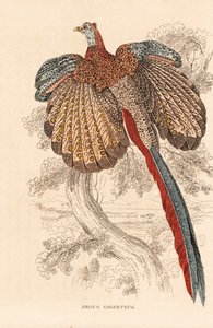 Fagiano argus maggiore, Argusianus argus (Argus giganteus). Litografia colorata a mano dalla 