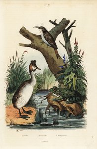 Svasso maggiore, Podiceps cristatus, rana verde, Pelophylax esculentus, e rampichino eurasiatico, Certhia familiaris da Unbekannt