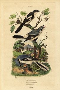 Averla maggiore, Lanius excubitor, averla dal dorso grigio, Lanius excubitoroides, e averla fiscale, Lanius collaris da Unbekannt
