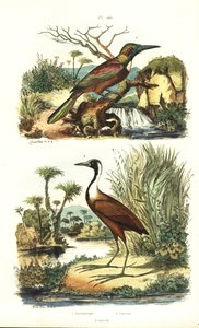 Grande jacamar, Jacamerops aureus, e jacana settentrionale, Jacana spinosa da Unbekannt