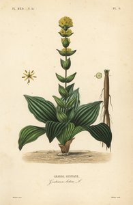 Genziana maggiore, Gentiana lutea da Unbekannt