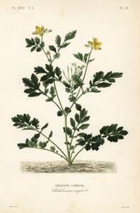 Chelidonia maggiore da Unbekannt