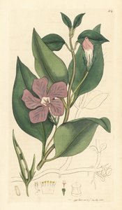 Pervinca maggiore, Vinca major (grande pervinca) Incisione a mano colorata da un disegno di James Sowerby per English Botany di James Smith da Unbekannter Künstler