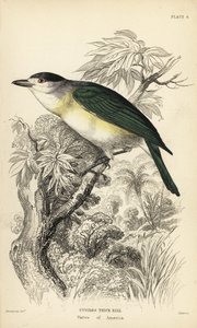 Becard dal dorso verde, Pachyramphus viridis