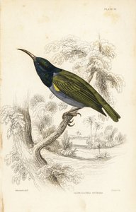 Nettarinia dalla testa verde (Bassa Guinea), Cyanomitra verticalis cyanocephala (Nettarinia dal dorso oliva, Cinnyris chloronotus). Incisione su acciaio colorata a mano di William Lizars su disegno di William Swainson dalla Naturalist