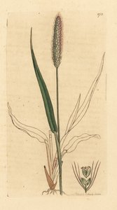 Erba di volpe verde, Setaria viridis. Incisione a mano colorata da un disegno di James Sowerby per 