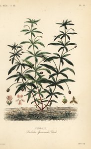 Hybanthus calceolaria, Hybanthus calceolaria da Unbekannt