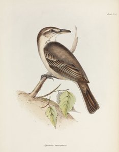 Averla tiranna dal ventre grigio, c. 1832-1836 da Unbekannt