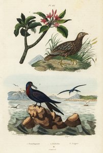 Francolino dalle ali grigie, Scleroptila afra, fregata maggiore, Fregata minor, e frangipani rosso, Plumeria rubra da Unbekannt