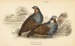 Pernice grigia, Perdix perdix. 1889 (incisione) da Unbekannter Künstler