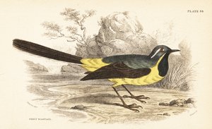 Ballerina gialla, Motacilla cinerea. 1889 (incisione) da Unbekannter Künstler