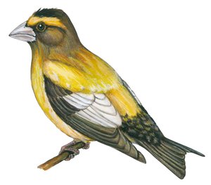 Gros bec errant - Frosone vespertino (Coccothraustes vespertinus) da Unbekannter Künstler