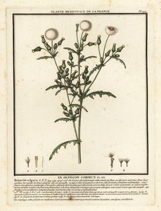 Senecio vulgaris da Unbekannter Künstler