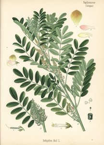 Indaco guatemalteco o indaco a foglie piccole, Indigofera suffruticosa da Unbekannter Künstler