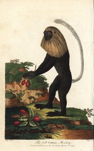 Colobo bianco e nero dell